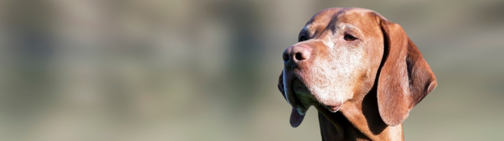 aspettativa vita cani