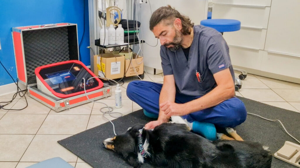 onde urto radiali cane sportivo